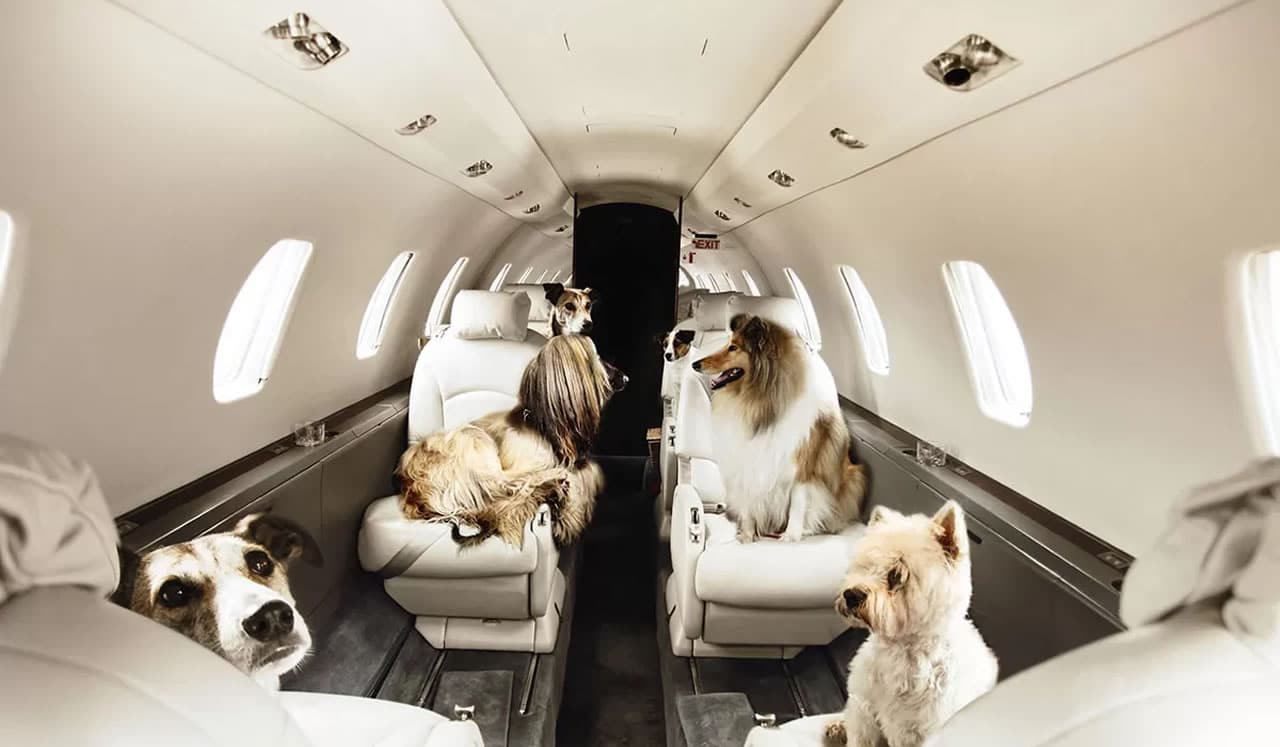 Reisen Sie mit Ihrem Hund im Privatjet