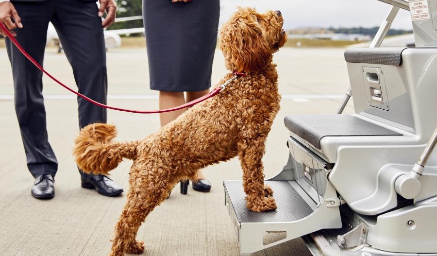 Viaggiare con animali domestici in un jet privato